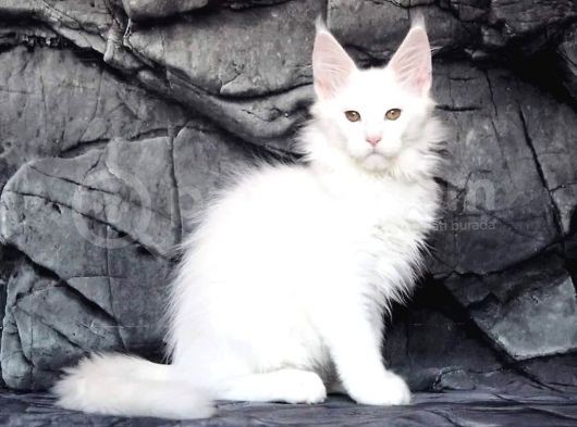 Show Class White Mainecoon Dişi Erkek görsel