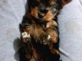 Teacup Yorkshire Terrier Erkek Yavru