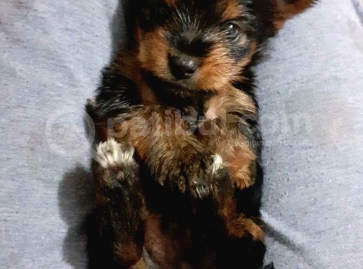 Teacup Yorkshire Terrier Erkek Yavru görsel