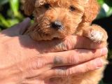 Orjinal Teacup Maltipoo Dişi