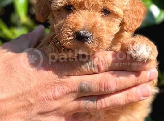 Orjinal Teacup Maltipoo Dişi görsel