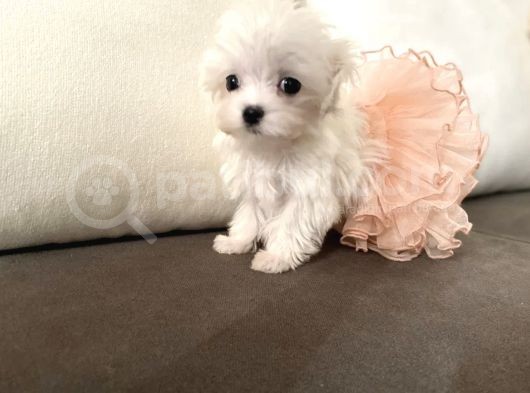Teacup Üst Kalite Orjinal Maltese Yavrular görsel