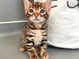 Show Class Bengal Yavrulari