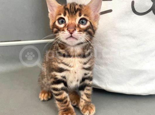 Show Class Bengal Yavrulari görsel