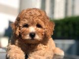 Orjinal Dişi Erkek Apricot Renk Toy Poodle
