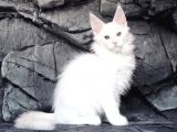 Show Class White Mainecoon Dişi Erkek