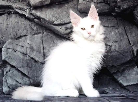 Show Class White Mainecoon Dişi Erkek