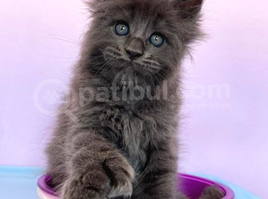 Polydactyl Mainecoon 6 Parmak