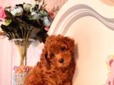 Toy Poodle
