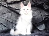 Show Class White Mainecoon Dişi Erkek