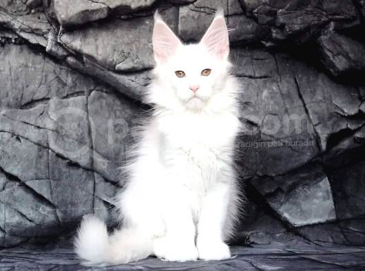 Show Class White Mainecoon Dişi Erkek görsel
