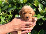 Orjinal Teacup Maltipoo Dişi