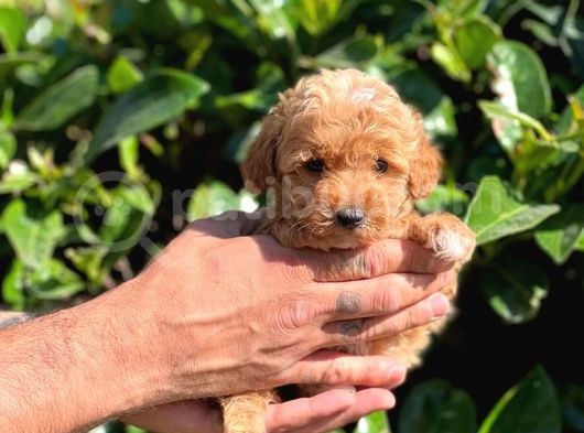 Orjinal Teacup Maltipoo Dişi görsel