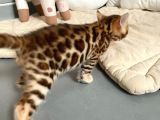 Show Class Bengal Yavrulari