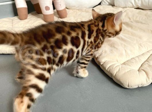 Show Class Bengal Yavrulari görsel