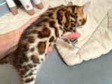 Show Class Bengal Yavrulari