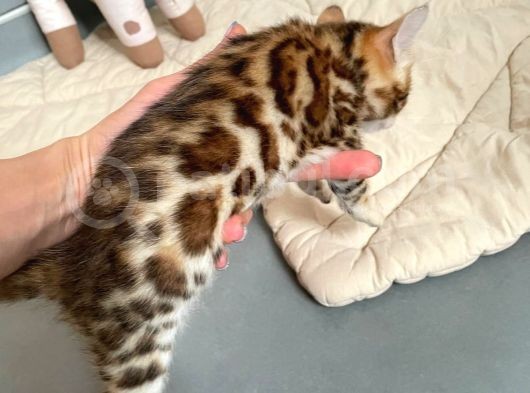 Show Class Bengal Yavrulari görsel