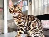 5 Aylık Secereli Bengal Kedileri
