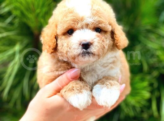 Xxs Teacup Malti̇poo Erkek