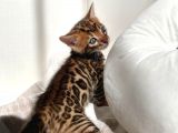 Show Class Bengal Yavrulari