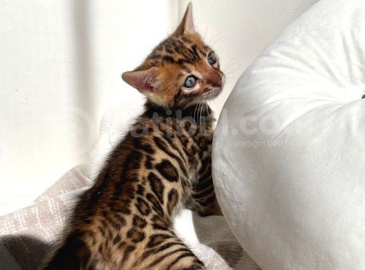 Show Class Bengal Yavrulari görsel