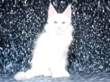 Show Class White Mainecoon Dişi Erkek