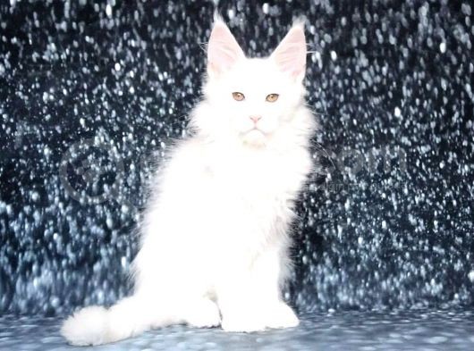 Show Class White Mainecoon Dişi Erkek görsel