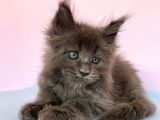 Polydactyl Mainecoon 6 Parmak