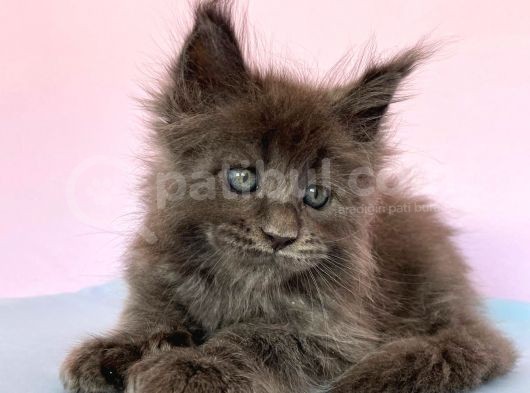 Polydactyl Mainecoon 6 Parmak görsel