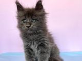Polydactyl Mainecoon 6 Parmak