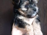 Teacup Yorkshire Terrier Erkek Yavru