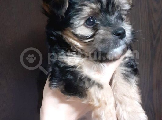 Teacup Yorkshire Terrier Erkek Yavru görsel