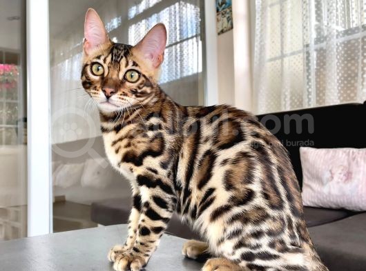 5 Aylık Secereli Bengal Kedileri görsel