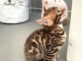 Show Class Bengal Yavrulari