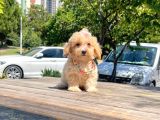 Dizayn Irk Sevimli Maltipoo Yavrular