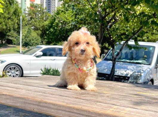 Dizayn Irk Sevimli Maltipoo Yavrular görsel