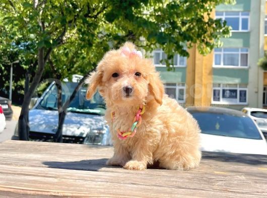 Dizayn Irk Sevimli Maltipoo Yavrular