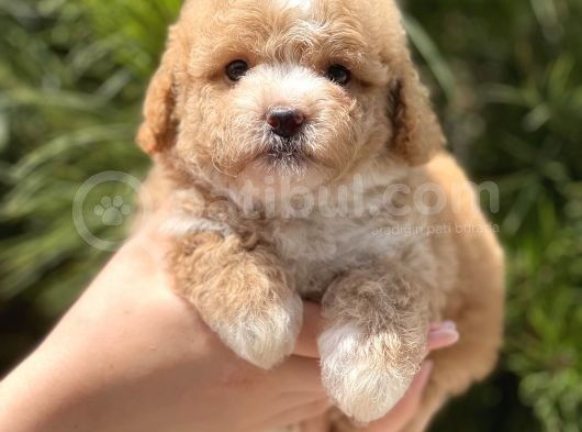 Xxs Teacup Malti̇poo Erkek görsel