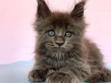 Polydactyl Mainecoon 6 Parmak