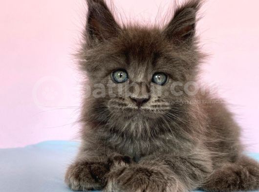Polydactyl Mainecoon 6 Parmak görsel