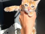 Show Class Bengal Yavrulari