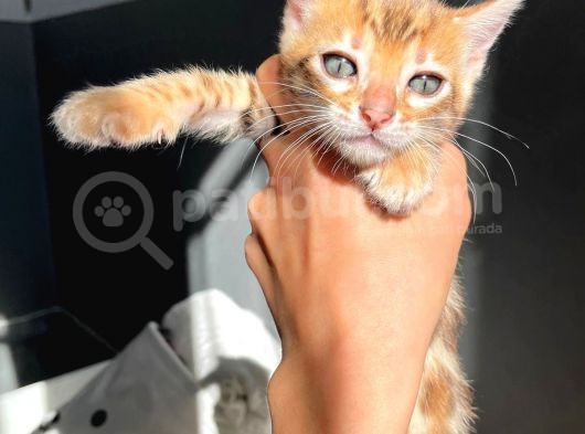 Show Class Bengal Yavrulari görsel
