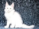Show Class White Mainecoon Dişi Erkek