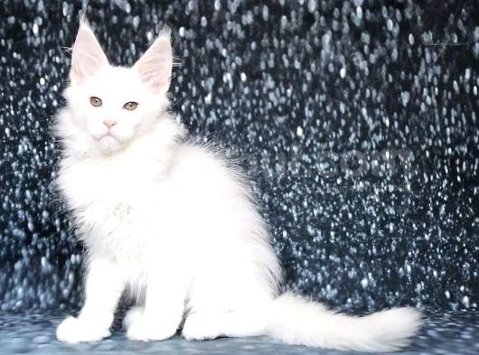 Show Class White Mainecoon Dişi Erkek görsel