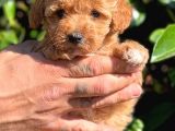 Orjinal Teacup Maltipoo Dişi