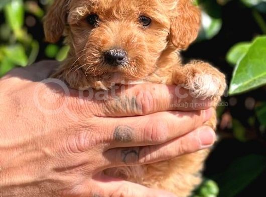 Orjinal Teacup Maltipoo Dişi görsel