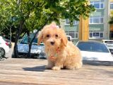 Dizayn Irk Sevimli Maltipoo Yavrular