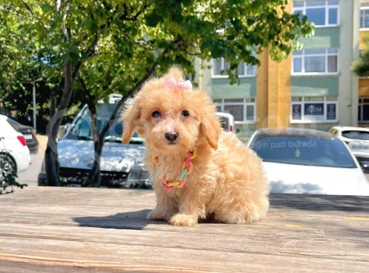 Dizayn Irk Sevimli Maltipoo Yavrular görsel