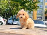 Dizayn Irk Sevimli Maltipoo Yavrular