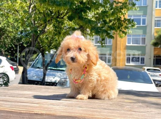 Dizayn Irk Sevimli Maltipoo Yavrular görsel